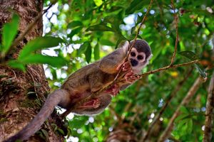 Spookaapje in een boom in de jungle van het Yasuni National Park in Ecuador