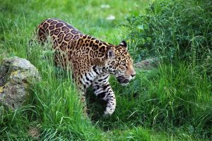 Jaguar in de jungle van Yasuni National Park