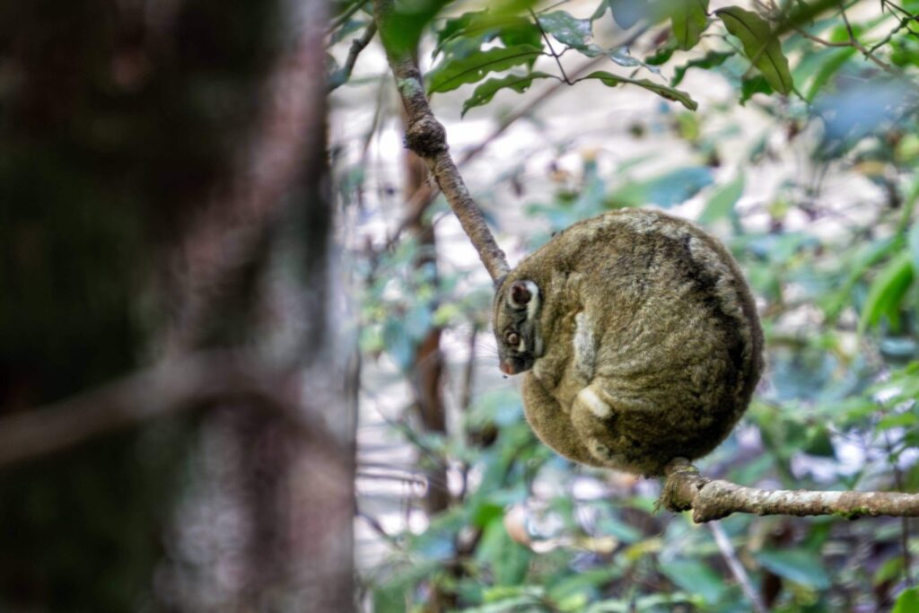Gestreepte koeskoes in Mount Hypipamee National Park.